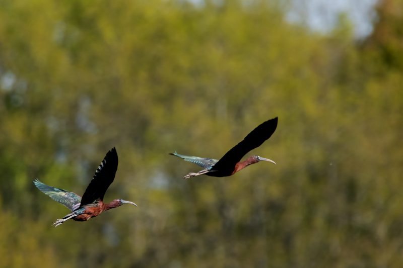 Ibis falcinelles en vol